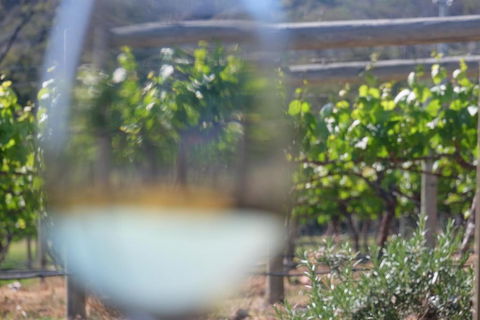 Every Man & His Dog Vineyard - Yarra Valley Accommodation 4