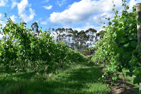 Labertouche Gypsy Creek Winery - Yarra Valley Accommodation 1
