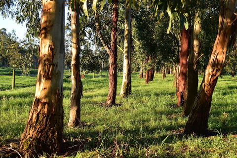 Labertouche Gypsy Creek Winery - Yarra Valley Accommodation 2