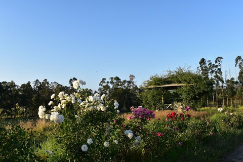 Labertouche Gypsy Creek Winery - Yarra Valley Accommodation 0