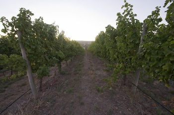 Barristers Block Vigneron Villa - Yarra Valley Accommodation 4