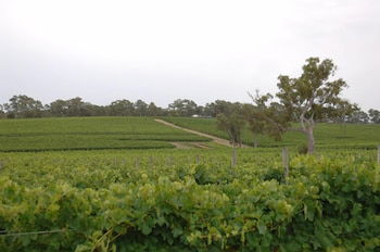 Barristers Block Vigneron Villa - Yarra Valley Accommodation 6