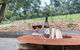 Green Olive At Red Hill - thumb 6