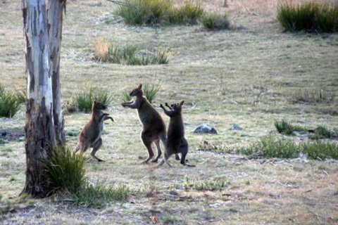 The Great House Bnb - Yarra Valley Accommodation 2