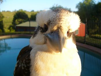Belle La Vie B & B - Yarra Valley Accommodation 3