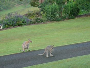 Belle La Vie B & B - Yarra Valley Accommodation 5