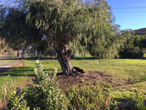 Skenes Creek Lodge Motel And Restaurant - Yarra Valley Accommodation 4