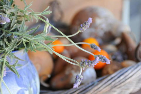 Lavender Farm - Yarra Valley Accommodation 5