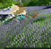 Lavandula Swiss Italian Farm - Yarra Valley Accommodation