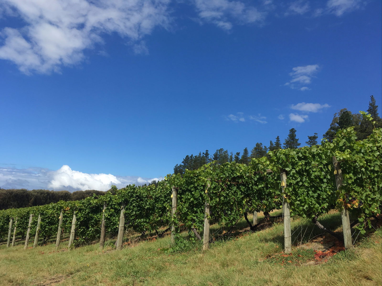 Apslawn TAS Yarra Valley Accommodation
