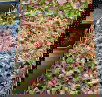 Mango Lounge Bar - Yarra Valley Accommodation