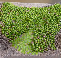 Wattle Hill Olives - Yarra Valley Accommodation