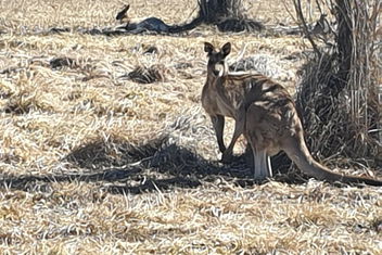 Clansman Motel with Yarra Valley Accommodation