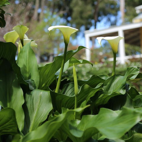 Two Sisters Chalets - Yarra Valley Accommodation 32