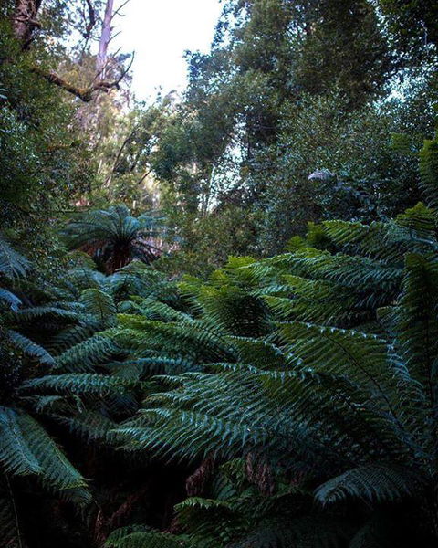 Maydena Chalet - Yarra Valley Accommodation 42