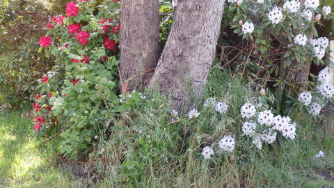 Karoola Cottage Self Contained - Yarra Valley Accommodation 16