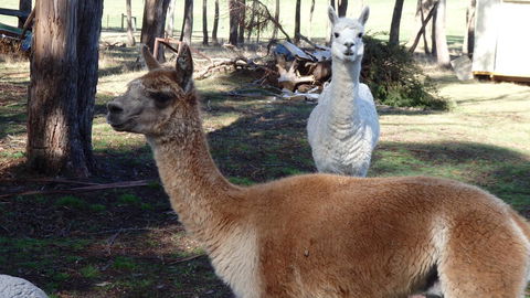 Karoola Cottage Self Contained - Yarra Valley Accommodation 26