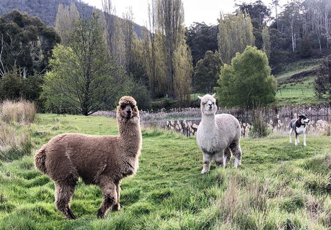 Hamlet Downs Country Accommodation - Yarra Valley Accommodation 6