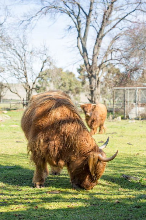 Ratho Farm - Yarra Valley Accommodation 4