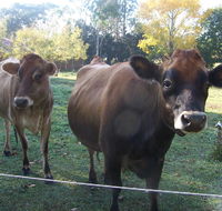 Drumreagh Bed  Breakfast Cabins - Yarra Valley Accommodation
