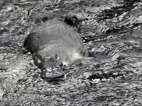 Platypus Playground Riverside Cottage - Yarra Valley Accommodation 23