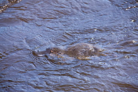 Platypus Playground Riverside Cottage - Yarra Valley Accommodation 16