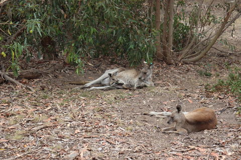 Great Ocean Road Resort - Yarra Valley Accommodation 17