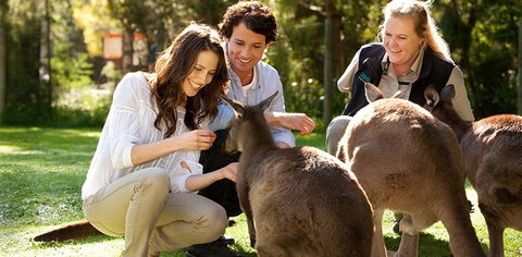 Balgownie Estate Yarra Valley - Yarra Valley Accommodation 10