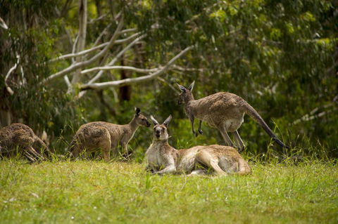The Stirling Golf Club - Yarra Valley Accommodation 1