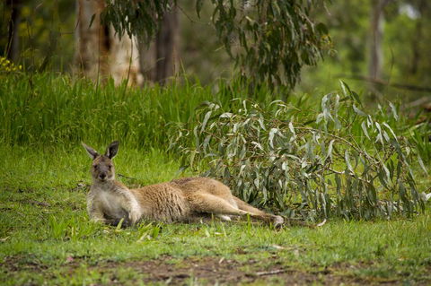 The Stirling Golf Club - Yarra Valley Accommodation 0