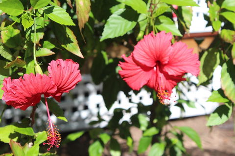 Amaroo On Mandalay, Magnetic Island - Yarra Valley Accommodation 35