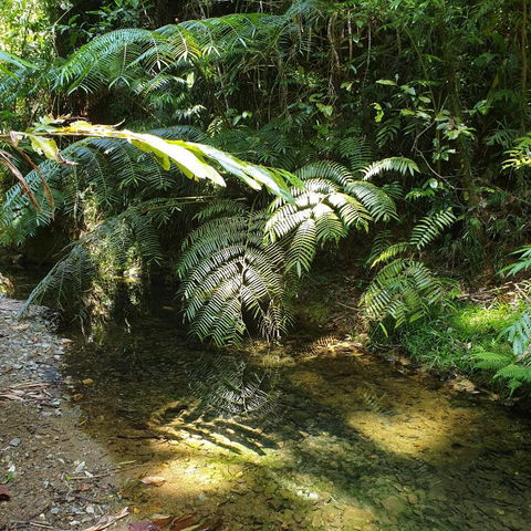 A Daintree Garden - Yarra Valley Accommodation 4
