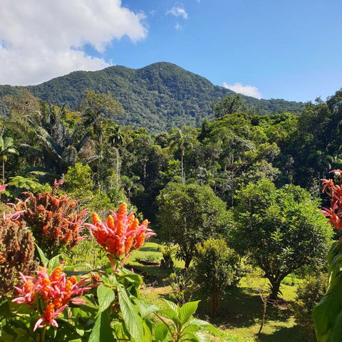 A Daintree Garden - Yarra Valley Accommodation 2