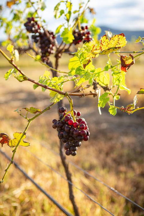 Among The Vines - Yarra Valley Accommodation 3