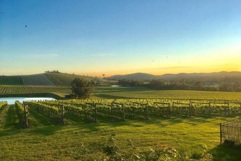 Mount Hope Estate Vineyard with Yarra Valley Accommodation