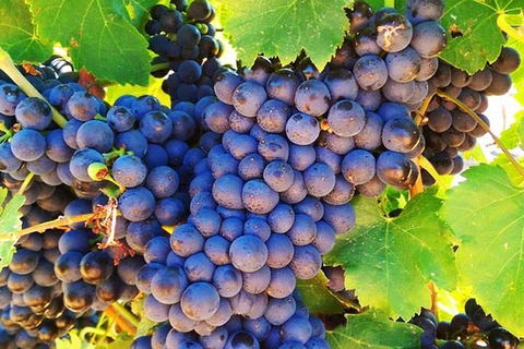 The Fully Local (Private) Tour - Yarra Valley Accommodation 0