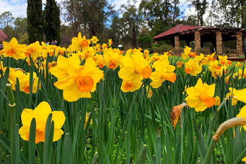 Spring Wildflower (Private) Day Tours - Yarra Valley Accommodation 1