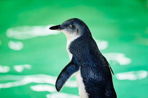 Penguin Island And Fremantle - Canoe, Chocolate & Coffee - Yarra Valley Accommodation 4