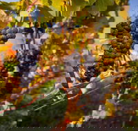 Full Day Tamar Valley Wine Tour - Yarra Valley Accommodation
