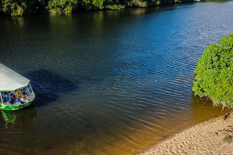 Afternoon Half-Day Daintree Rainforest And River Tour - Yarra Valley Accommodation 3