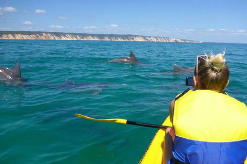Kayak With Dolphins And 4WD Great Beach Drive Day Trip From Noosa - Yarra Valley Accommodation 1