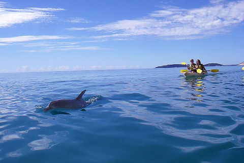 Kayak With Dolphins And 4WD Great Beach Drive Day Trip From Noosa - Yarra Valley Accommodation 2
