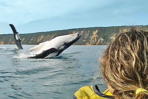 Kayak With Dolphins And 4WD Great Beach Drive Day Trip From Noosa - Yarra Valley Accommodation 3