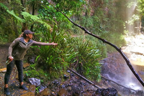 Rainforest & Waterfalls Extravaganza - Yarra Valley Accommodation 4