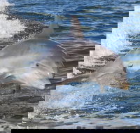 Noosa Oceanrider Scenic Dolphin Safari - Yarra Valley Accommodation