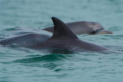 Noosa Oceanrider Scenic Dolphin Safari - Yarra Valley Accommodation 1