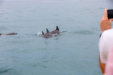 Noosa Oceanrider Scenic Dolphin Safari - Yarra Valley Accommodation 2