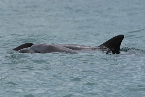 Noosa Oceanrider Scenic Dolphin Safari - Yarra Valley Accommodation 3