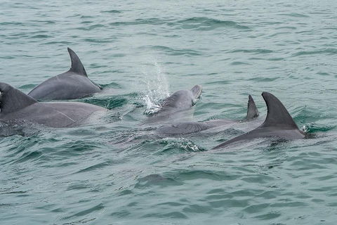 Noosa Oceanrider Scenic Dolphin Safari - Yarra Valley Accommodation 5