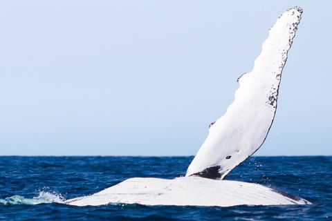 2-Hour Guided Whale Watching Tour At Noosa - Yarra Valley Accommodation 0